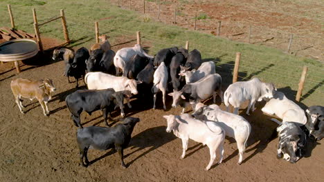 Vieh-In-Gefangenschaft,-Ochsen,-Kühe,-Luftaufnahme-An-Bewölkten-Tagen