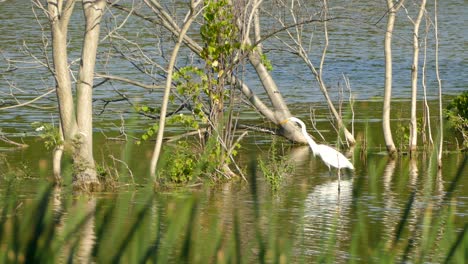White-Egret-wading-through-water-surrounded-by-green-foliage