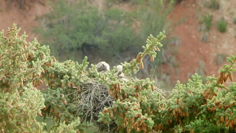 Red-Tailed-Hawk-Babies-walking-in-nest-on-top-of-pine-tree