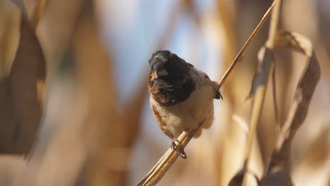 Bronze-mannikin-finch-perched-on-a-corn-stalk-chewing-on-a-seed,-close-up,-selective-focus