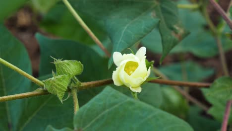 Close-up-of-the-yellow-flower-of-the-cotton-plant-along-with-its-buds-yet-to-bloom