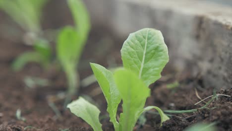 Young-lush-green-lettuce-leaves-growing-in-raised-garden-bed