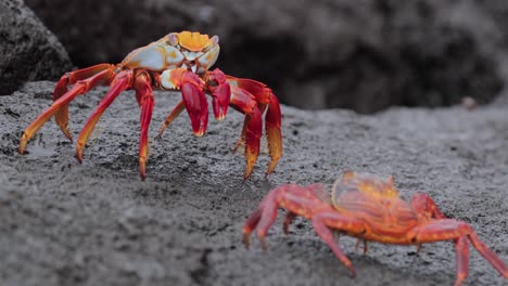 Galapagos-Island-crabs-communicating-blowing-bubbles