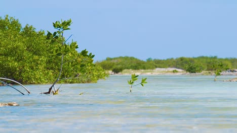 Üppiger-Mangrovenbaum,-Der-Im-Seichten-Wasser-In-Bonaire-Wächst