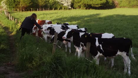 Un-Grupo-De-Vacas-Jóvenes-Siendo-Alimentadas-Por-Una-Niña