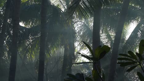 Mysterious-scenery-in-smoke-filled-tropical-jungle,-land-of-myths-and-ghosts