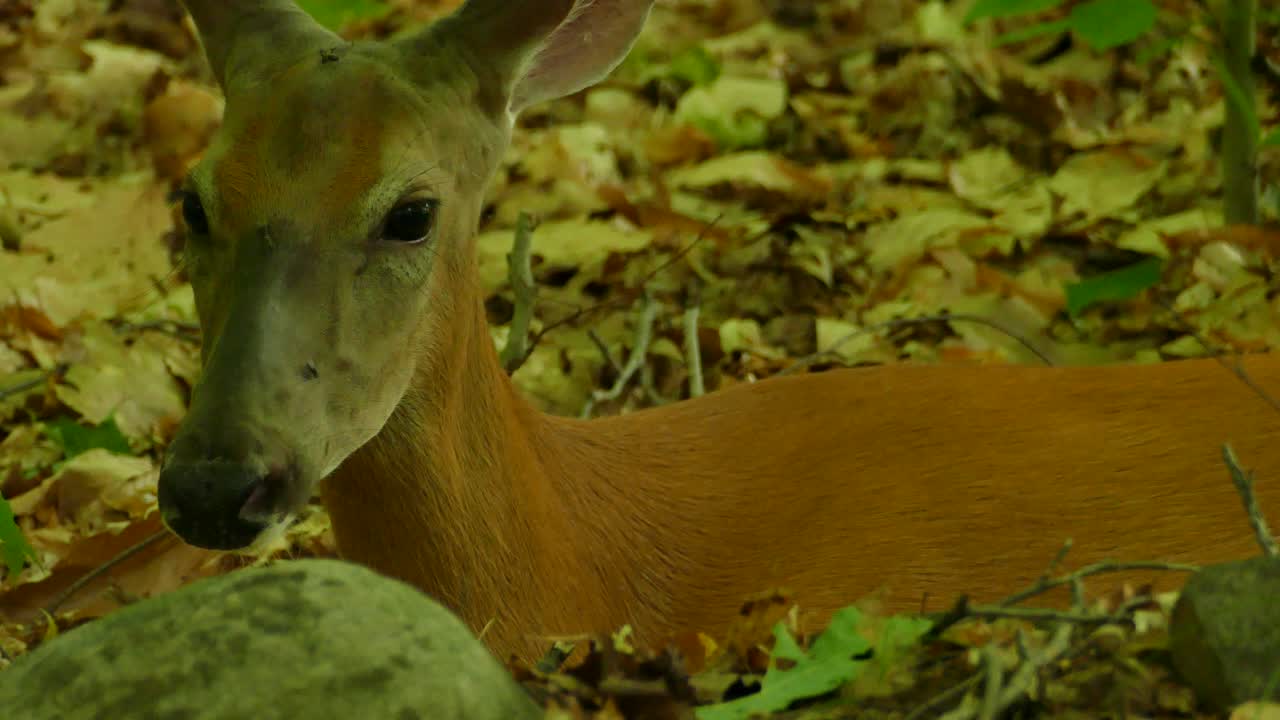 Premium stock video - Cute adult deer resting in the forest and ...