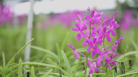 Imágenes-De-Primer-Plano-De-La-Flor-De-La-Orquídea-Púrpura
