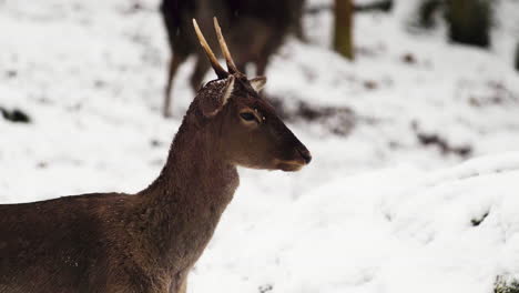 Young-fallow-deer-buck-standing-still-in-snowfall-in-a-winter-forest