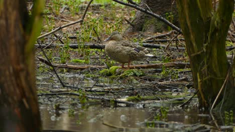 Lonely-female-mallard-standing-on-wet-ground-during-rain-in-forest