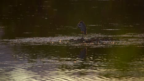 A-great-blue-heron-in-wetland