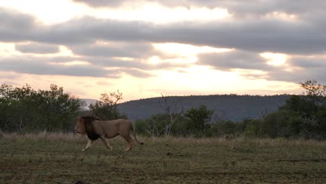 Large-healthy-adult-male-African-Lion-walk-through-frame-right-to-left
