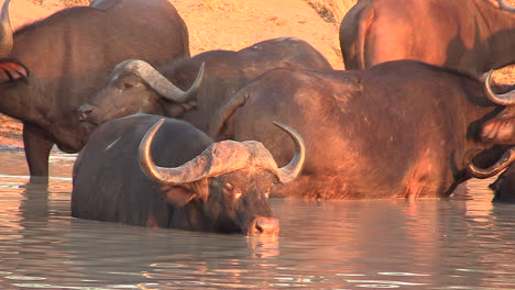 African-buffalo-wading-in-the-water-and-drinking-as-Oxpecker-birds-fly-in-to-eat-ticks-from-the-buffalo-in-a-symbiotic-relationship