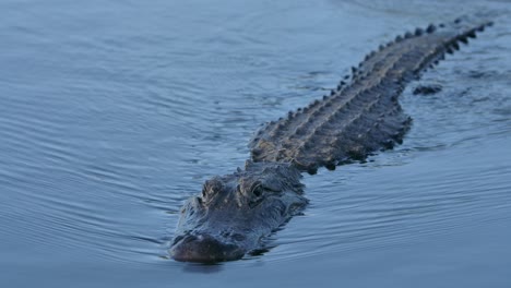 Amerikanischer-Alligator-Schwimmt-In-Super-Slomo-Aus-Nächster-Nähe