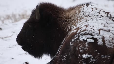 bison-chewing-close-up-in-winter-slow-motion