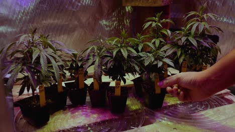 DYI-Canabis-Marijuana-THC-CBD-home-growing-in-a-tent-with-lights-and-ventilation-small-scale-hobby-spare-bedroom-setup-for-baby-clones-cuttings
