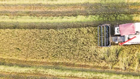 Rice-harvesting-with-combine-harvester-aerial-drone-view---horizontal-lines-of-crop,-close-up