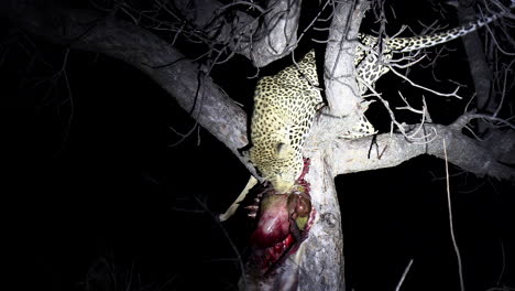 Leopard-in-tree-at-night-grabs-kill-that-hangs-from-branch,-spotlight