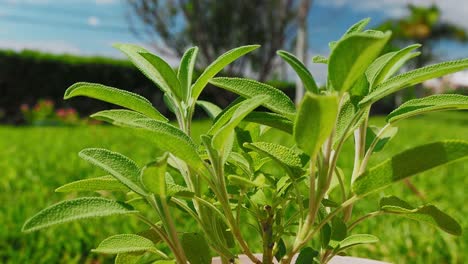 Sage-plant-is-a-wonderful-herb-for-tea,-and-medical-use