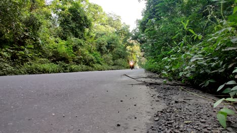 Low-angle-forested-road-India