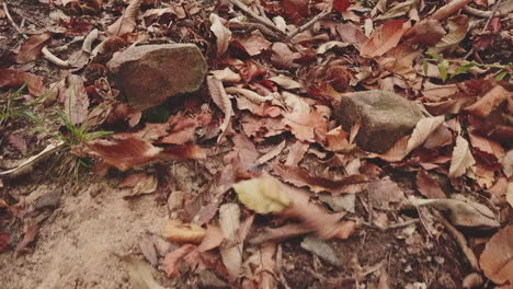 Herbstblätter,-Die-Vom-Wind-Im-Wald-Bewegt-Werden