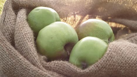 Sack-of-ripe-green-apples-in-a-sack-close-up-panning-shot