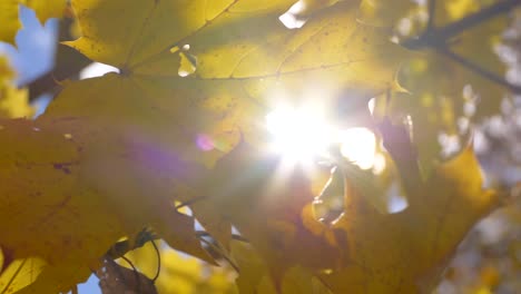 Waving-yellow-leaves-in-wind-and-sun-backlight-in-background-during-autumnal-day