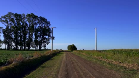 A-dirt-road-runs-along-sown-fields,-soy-to-the-left,-corn-to-the-right