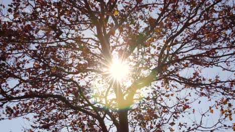 Dunkler-Silhouettenbaum-Im-Herbst