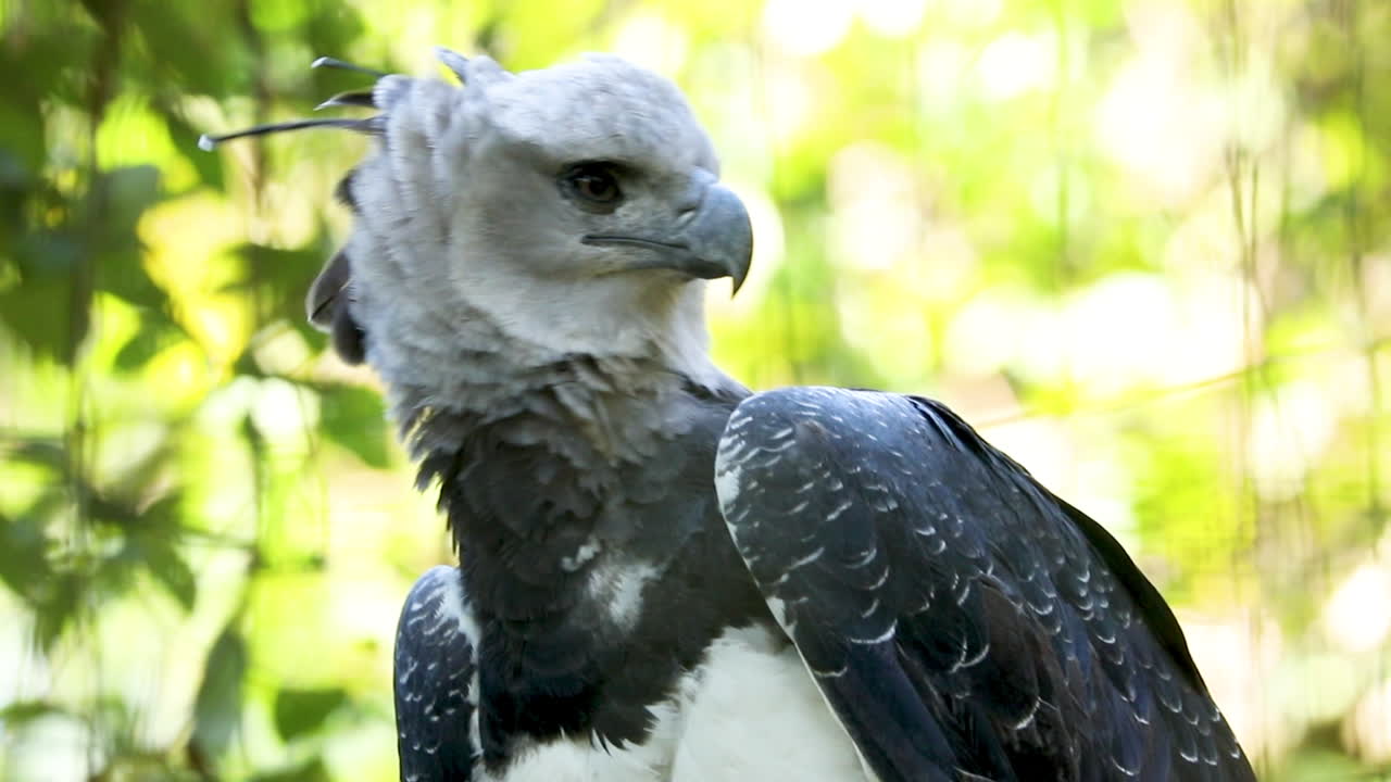 Premium stock video - The harpy eagle is a neotropical species of eagle