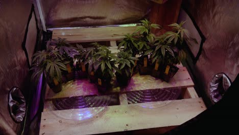 DYI-Cannabis-Marijuana-THC-CBD-home-growing-in-a-tent-with-lights-and-ventilation-small-scale-hobby-spare-bedroom-setup