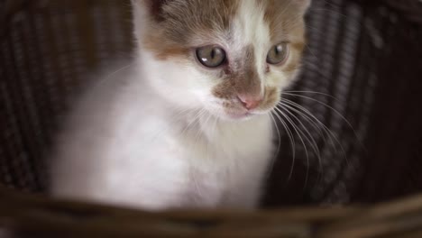 Alert-curious-cute-white-and-ginger-kitten-close-up-shot