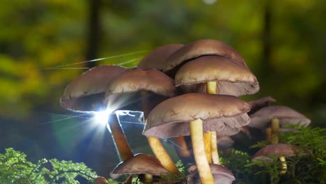 Macro-shot-of-dangerous-mushrooms-in-forest-and-dazzling-sunlight-in-background