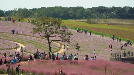 People-wearing-masks-take-pictures-at-Murhly-Grass-Hill-featured-in-many-Korean-dramas,-Anseong-Farmland,-South-Korea-top-view