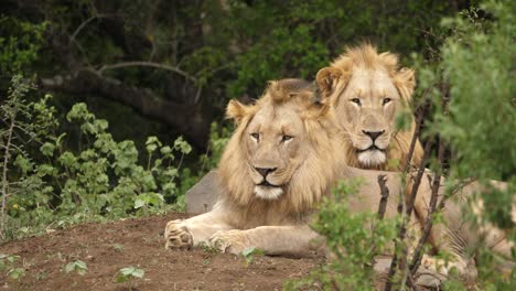 Two-juvenile-lions-in-the-wild,-looking-towards-the-camera-as-they-fall-asleep