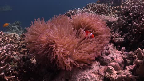 Clown-fish-swimming-in-sea-anemone-with-sea-turtle-passing-in-the-background-far-away-in-the-blue-ocean