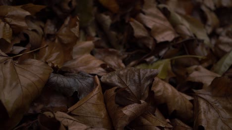Nasse-Herbstblätter-Auf-Dem-Boden-Nach-Regen,-Nahaufnahme