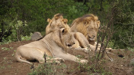 A-coalition-of-young-male-lions-fall-asleep-in-the-shade-of-the-savannah-trees