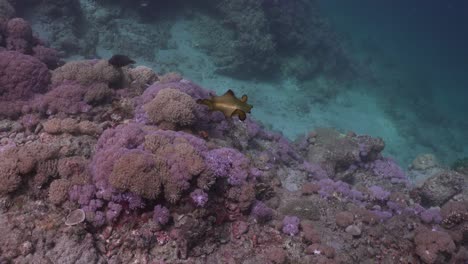 A-Flatworm-swimming-over-a-coral-reef-with-pink-soft-corals-in-the-Philippines
