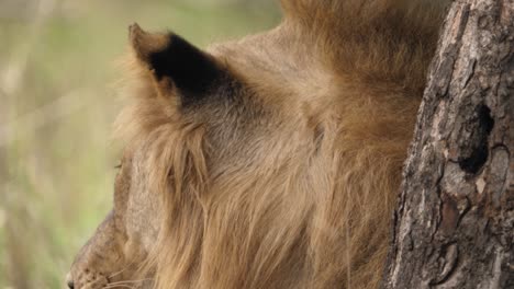 Nahaufnahme-Eines-Männlichen-Afrikanischen-Löwen-Mit-Mähne,-Der-In-Die-Äste-Der-Bäume-Blickt