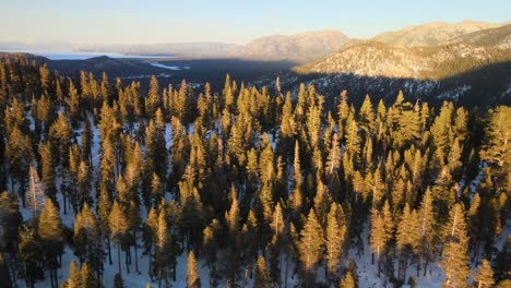 Aerial-footage-of-a-pine-forest-at-a-sunny-winter-day,-forest-landscape-with-snow-on-the-ground-under-the-trees-overlooking-the-Lake-Tahoe-Basin