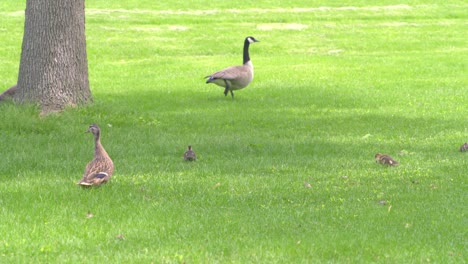 Family-of-Geese-enjoy-a-shady-park