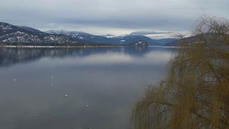 Amazing-rocky-mountains-reflecting-into-the-Shuswaplake-on-a-cloudy-day-with-a-yellow-colored-tree-on-the-foreground
