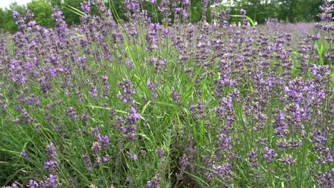 Eine-Wunderschöne-Szene-Aus-Violetten-Wildblumen,-Die-Sich-Unter-Der-Wirkung-Des-Windes-Bewegen