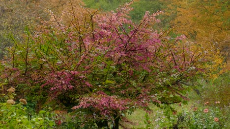 Wunderschöne-Herbstfarben-Malen-Das-Laub-Von-Bäumen-Und-Büschen-In-Wunderschönem-Dickicht