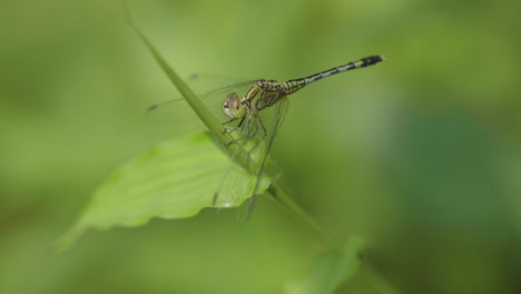 Grüne-Libelle-Sitzt-Auf-Einem-Grashalm-Und-Bewegt-Ihren-Kopf,-Während-Das-Gras-Im-Weichen-Windmakro-Schwankt