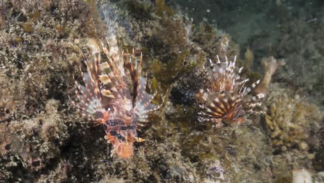 Two-colourful-deadly-Lion-fish-sit-perched-on-a-reef-structure-in-a-slight-current-displaying-their-venomous-fins