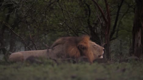Männlicher-Afrikanischer-Löwe-Brüllt-Im-Flachen-Abendlicht-Und-Blickt-Dann-In-Die-Kamera