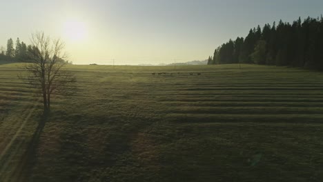 Weidende-Kühe-Auf-Grünen-Feldern,-Beleuchtet-Von-Sonnenstrahlen,-Polen