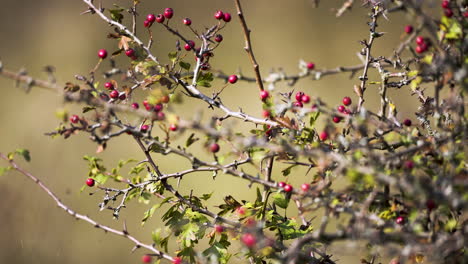 Red-berries-on-slender-bush-twigs,ripening-in-autumn-sunlight,Czechia